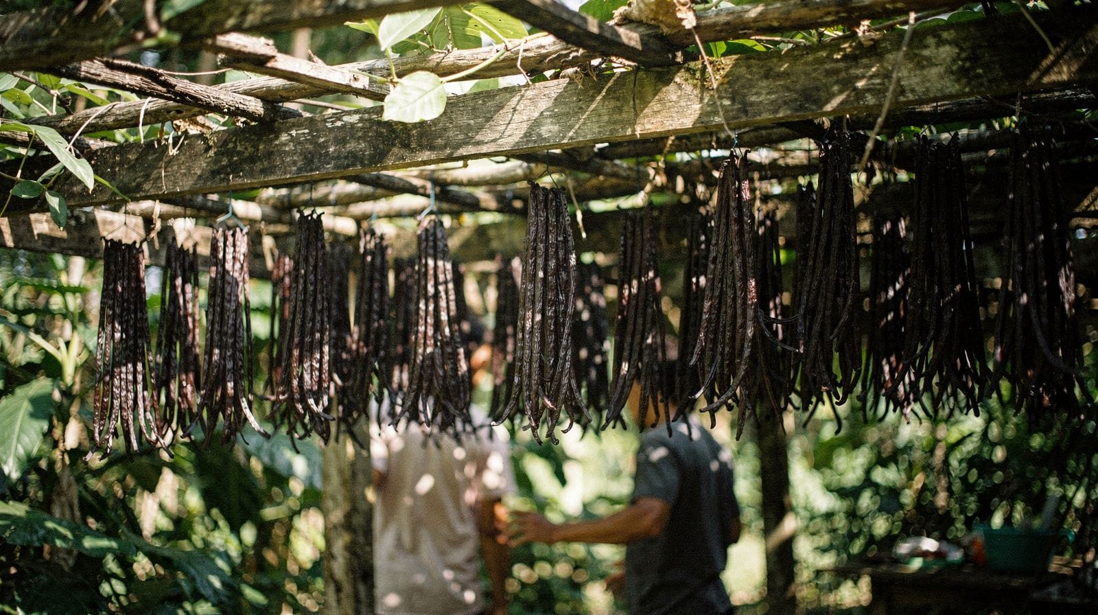 Bourbon vanilla in Réunion: why this one crop matters