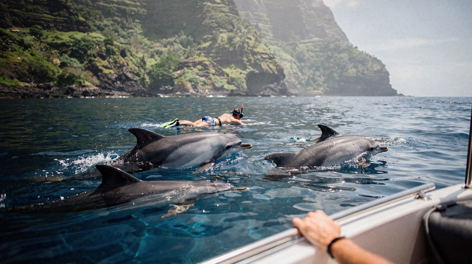 Is swimming with dolphins in Réunion Island ethical?