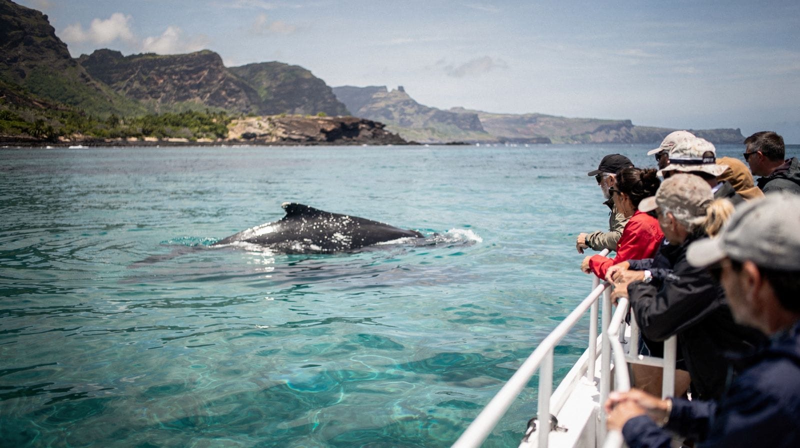 Whale season in Réunion: when to see humpbacks