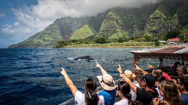 Whale dolphin watching