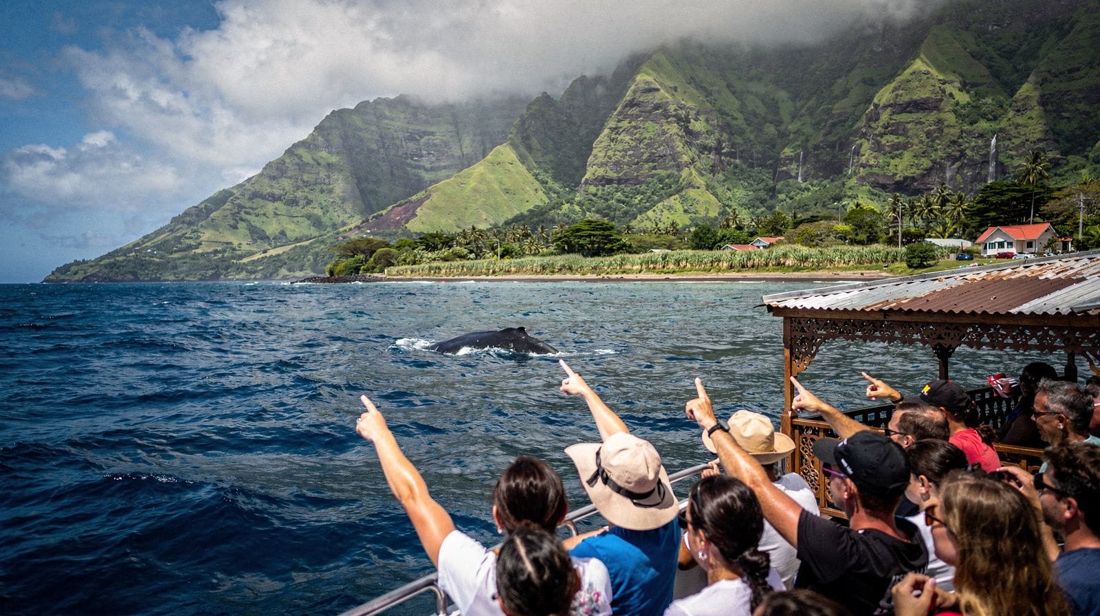 Whale and dolphin watching