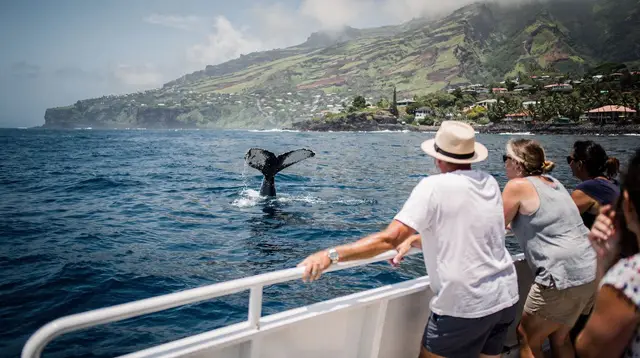 Whale and dolphin watching from Saint-Gilles-les-Bains