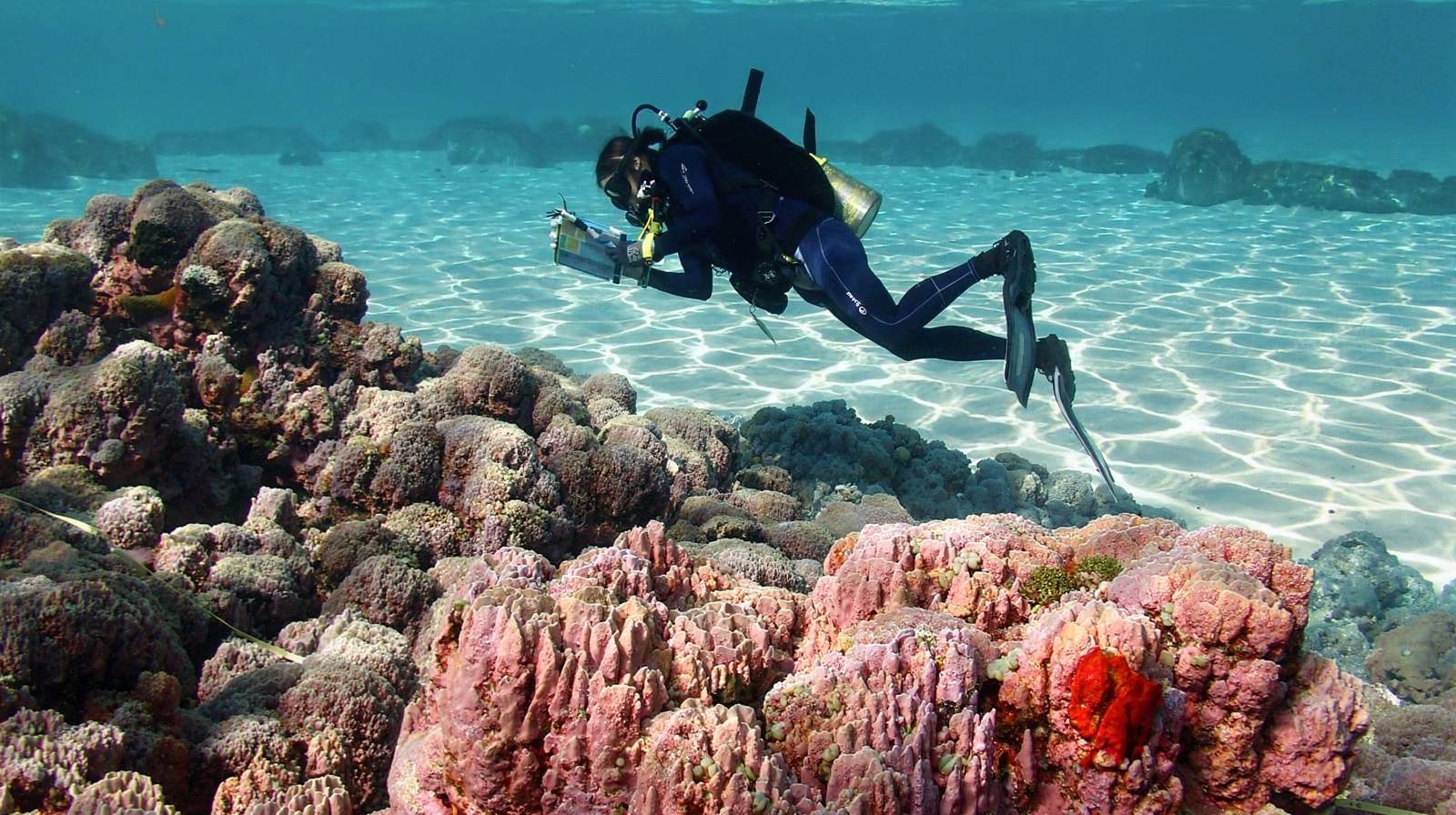 Scuba diving in Saint-Gilles: dive sites, season, and the boat harbour